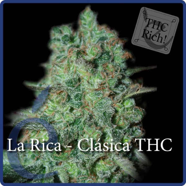 La Rica Clásica THC - ELITE SEEDS | TanieSianie.pl