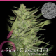 La Rica Clásica CBD - ELITE SEEDS | TanieSianie.pl