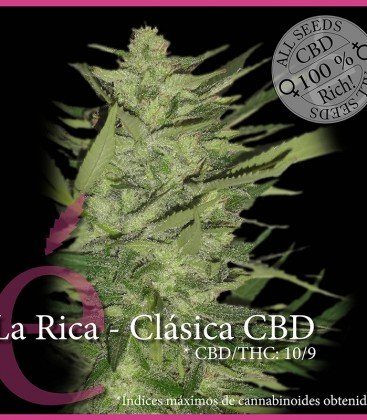 La Rica Clásica CBD - ELITE SEEDS | TanieSianie.pl