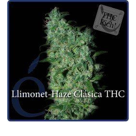 Llimonet Haze Clásica THC - ELITE SEEDS | TanieSianie.pl
