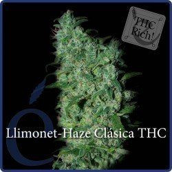 Llimonet Haze Clásica THC - ELITE SEEDS | TanieSianie.pl