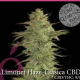 Llimonet Haze Clásica CBD - ELITE SEEDS | TanieSianie.pl