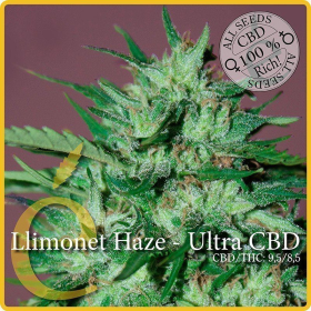 Llimonet Haze Ultra CBD - ELITE SEEDS | TanieSianie.pl