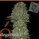 Meganuska - ELITE SEEDS | TanieSianie.pl