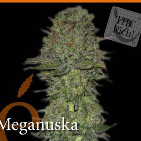 Meganuska - ELITE SEEDS | TanieSianie.pl