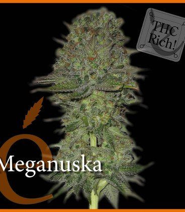 Meganuska - ELITE SEEDS | TanieSianie.pl