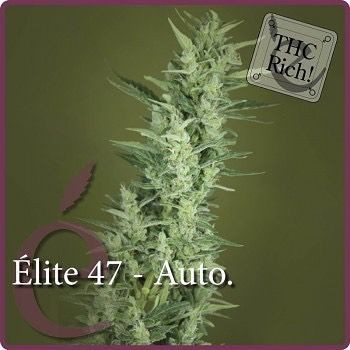 Elite 47 Auto - ELITE SEEDS | TanieSianie.pl