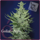 Goliat Auto - ELITE SEEDS | TanieSianie.pl