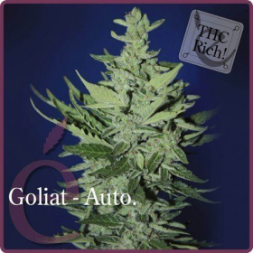 Goliat Auto - ELITE SEEDS | TanieSianie.pl