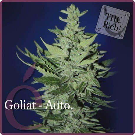 Goliat Auto - ELITE SEEDS | TanieSianie.pl