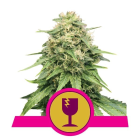 Critical - ROYAL QUEEN SEEDS | TanieSianie.pl