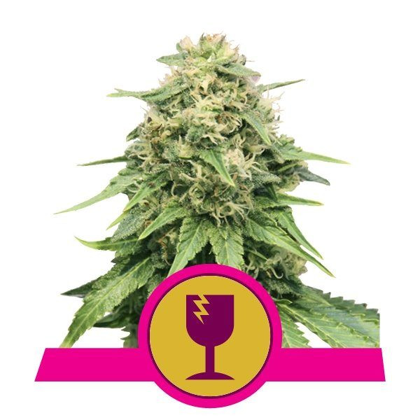 Critical - ROYAL QUEEN SEEDS | TanieSianie.pl
