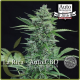 La Rica Auto CBD - ELITE SEEDS | TanieSianie.pl