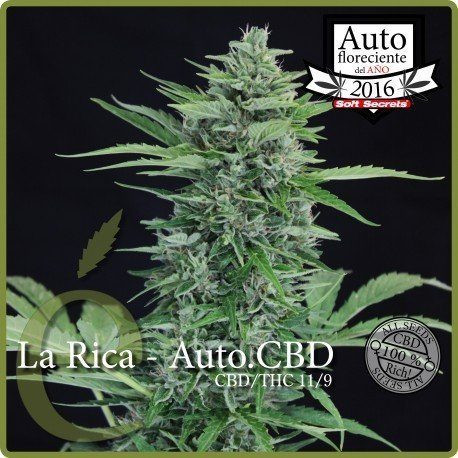 La Rica Auto CBD - ELITE SEEDS | TanieSianie.pl