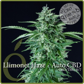 Llimonet Haze Auto CBD - ELITE SEEDS | TanieSianie.pl