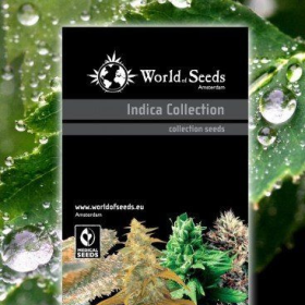 Indica Collection - WORLD OF SEEDS | TanieSianie.pl