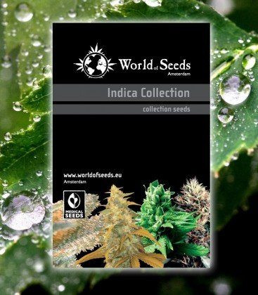 Indica Collection - WORLD OF SEEDS | TanieSianie.pl