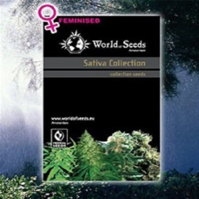 Sativa Collection - WORLD OF SEEDS | TanieSianie.pl