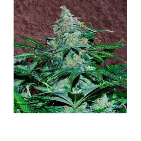 Amnesia Ryder Auto - WORLD OF SEEDS | TanieSianie.pl