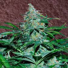 Amnesia Ryder Auto - WORLD OF SEEDS | TanieSianie.pl