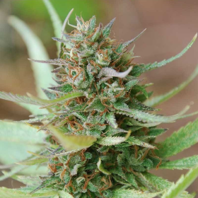 Strawberry Blue - WORLD OF SEEDS | TanieSianie.pl