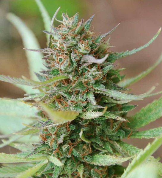Strawberry Blue - WORLD OF SEEDS | TanieSianie.pl