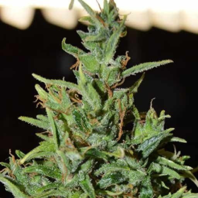 Neville Haze Auto - WORLD OF SEEDS | TanieSianie.pl