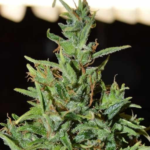 Neville Haze Auto - WORLD OF SEEDS | TanieSianie.pl