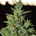 Neville Haze Auto - WORLD OF SEEDS