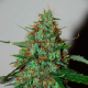 Wild Thailand Auto - WORLD OF SEEDS | TanieSianie.pl
