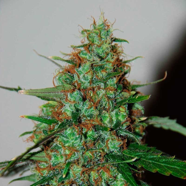 Wild Thailand Auto - WORLD OF SEEDS | TanieSianie.pl