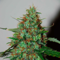 Wild Thailand Auto - WORLD OF SEEDS