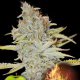 Furious Candy - EVA SEEDS | TanieSianie.pl