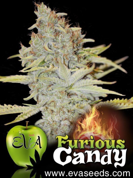 Furious Candy - EVA SEEDS | TanieSianie.pl
