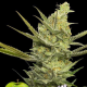 Gipsy Haze - EVA SEEDS | TanieSianie.pl