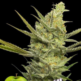 Gipsy Haze - EVA SEEDS | TanieSianie.pl