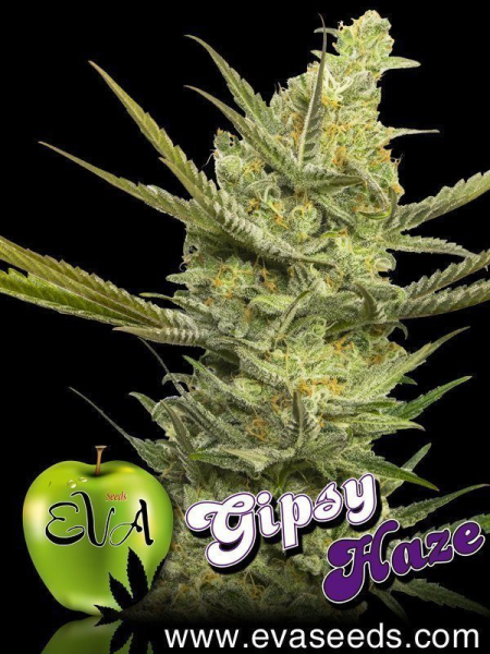 Gipsy Haze - EVA SEEDS | TanieSianie.pl