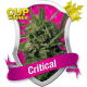 Critical - ROYAL QUEEN SEEDS | TanieSianie.pl