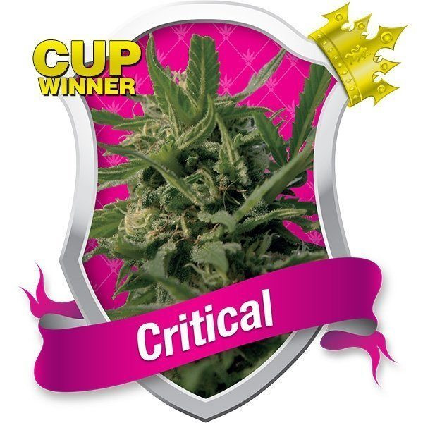 Critical - ROYAL QUEEN SEEDS | TanieSianie.pl