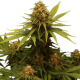 Critical - ROYAL QUEEN SEEDS | TanieSianie.pl