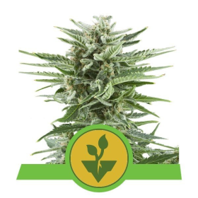 Easy Bud Auto - ROYAL QUEEN SEEDS | TanieSianie.pl