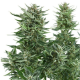Easy Bud Auto - ROYAL QUEEN SEEDS | TanieSianie.pl