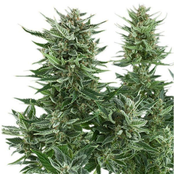 Easy Bud Auto - ROYAL QUEEN SEEDS | TanieSianie.pl