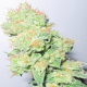 Y Griega CBD - MEDICAL SEEDS | TanieSianie.pl