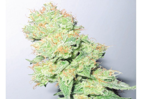 Y Griega CBD - MEDICAL SEEDS | TanieSianie.pl