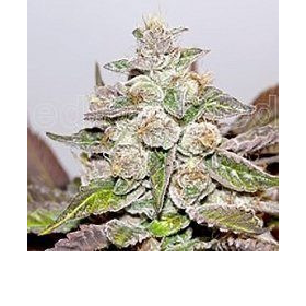 Mendocino X Purple Kush - MEDICAL SEEDS | TanieSianie.pl