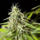 Easy Haze - PHILOSOPHER SEEDS | TanieSianie.pl