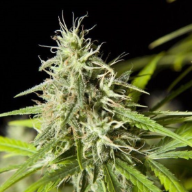 Easy Haze - PHILOSOPHER SEEDS | TanieSianie.pl