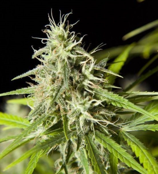 Easy Haze - PHILOSOPHER SEEDS | TanieSianie.pl