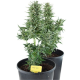 Easy Bud Auto - ROYAL QUEEN SEEDS | TanieSianie.pl